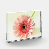Gerbera Daisy Fotoblokken (Links)