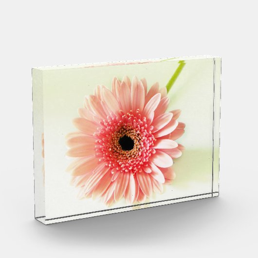 Gerbera Daisy Fotoblokken (Links)