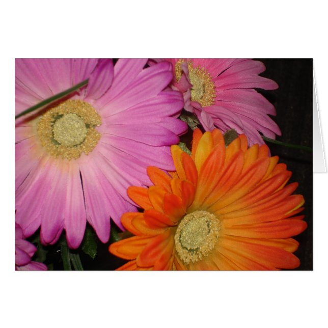 Gerbera Daisy Garden (Voorkant Horizontaal)