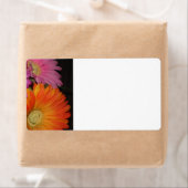 Gerbera Daisy Garden Etiket (Insitu)