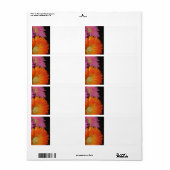 Gerbera Daisy Garden Etiket (Full Sheet)