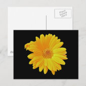 Gerbera Daisy (Gerbera hybrida) - Geel Briefkaart (Voorkant / Achterkant)