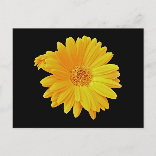 Gerbera Daisy (Gerbera hybrida) - Geel Briefkaart (Voorkant)