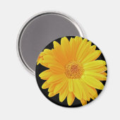 Gerbera Daisy (Gerbera hybrida) - Geel Magneet (Voorkant / Achterkant)