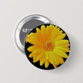Gerbera Daisy (Gerbera hybrida) - Geel Ronde Button 5,7 Cm (Voorkant /achterkant)