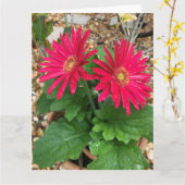 Gerbera Daisy Kaart (Gele Bloem)