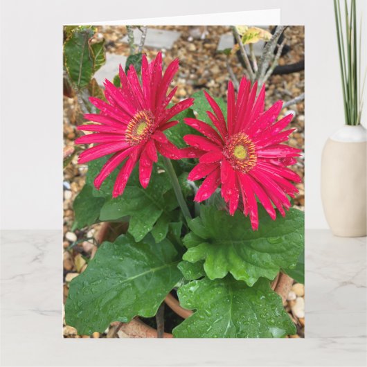 Gerbera Daisy Kaart (Voorkant)