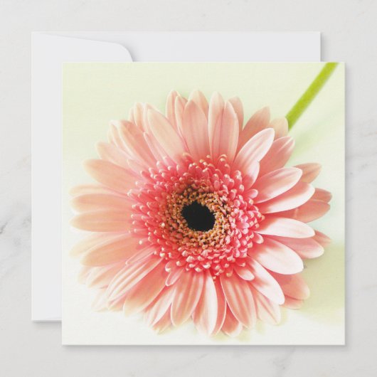 Gerbera Daisy Kaart (Voorkant)