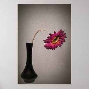 Gerbera Daisy laten vallen in vaas Poster