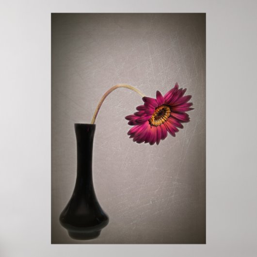 Gerbera Daisy laten vallen in vaas Poster (Voorkant)