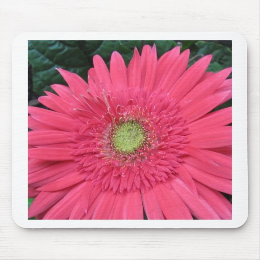Gerbera Daisy Muismat (Voorkant)