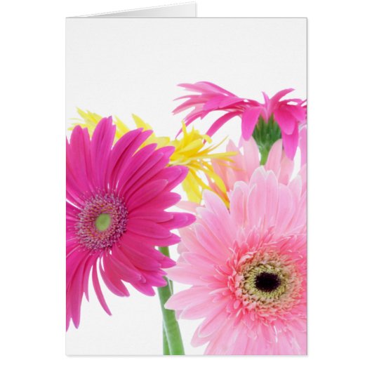 Gerbera Daisy Piink Flowers (Voorkant)