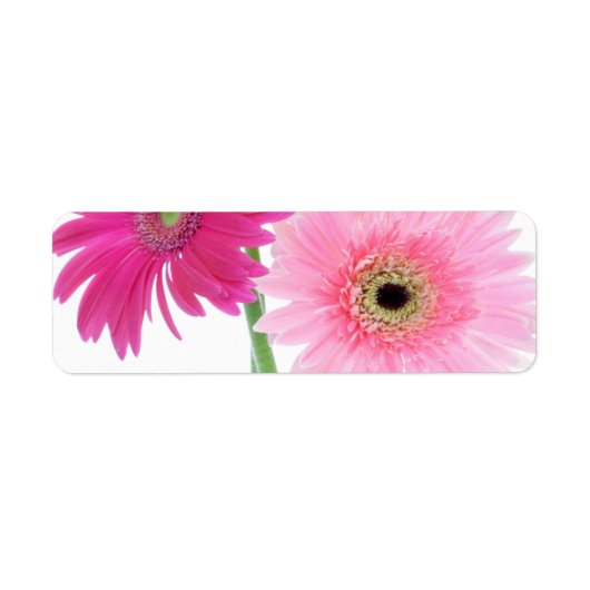 Gerbera Daisy Piink Flowers Etiket (Voorkant)