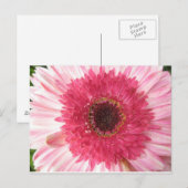 Gerbera Daisy Post Card Briefkaart (Voorkant / Achterkant)