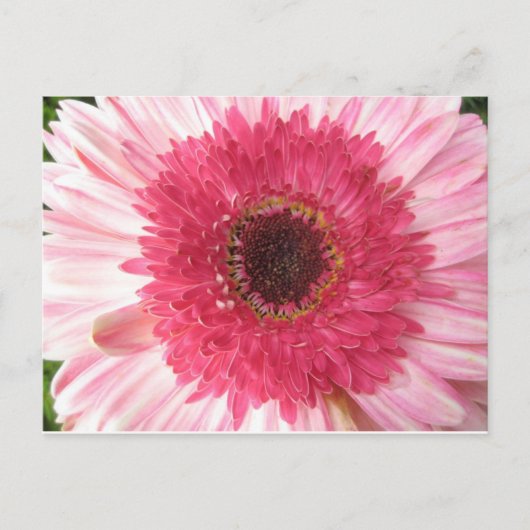 Gerbera Daisy Post Card Briefkaart (Voorkant)