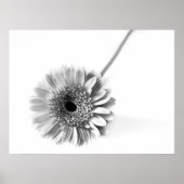 Gerbera Daisy Poster (Voorkant)