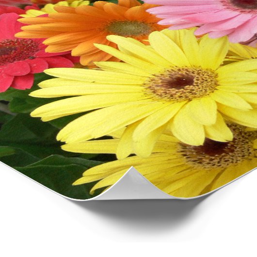 Gerbera Daisy Poster (Hoek)