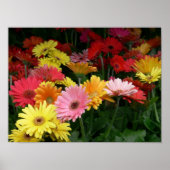 Gerbera Daisy Poster (Voorkant)