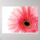 Gerbera Daisy Poster (Voorkant)