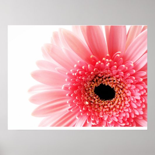 Gerbera Daisy Poster (Voorkant)