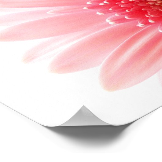 Gerbera Daisy Poster (Hoek)