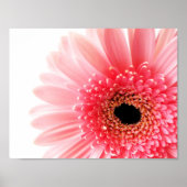 Gerbera Daisy Poster (Voorkant)