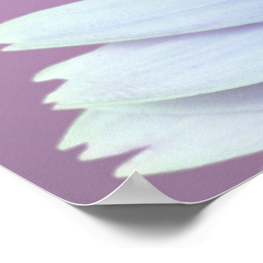 Gerbera Daisy Poster (Hoek)