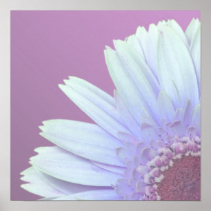 Gerbera Daisy Poster