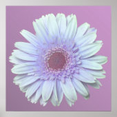 Gerbera Daisy Poster (Voorkant)