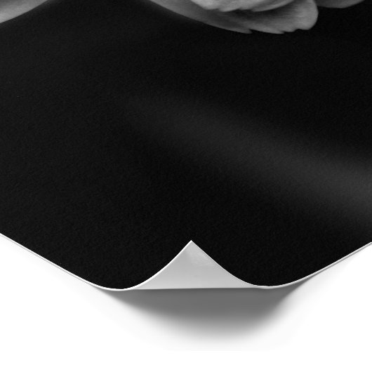 Gerbera Daisy Poster (Hoek)