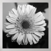 Gerbera Daisy Poster (Voorkant)