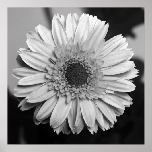 Gerbera Daisy Poster (Voorkant)