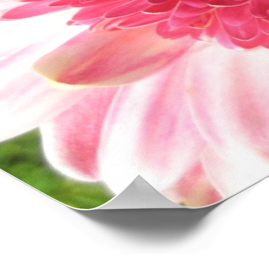 Gerbera Daisy Poster (Hoek)