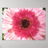 Gerbera Daisy Poster (Voorkant)