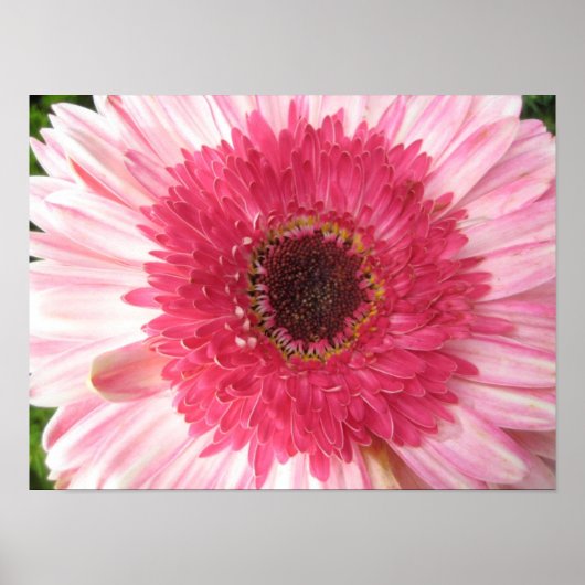 Gerbera Daisy Poster (Voorkant)