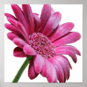 Gerbera Daisy Poster Print (Voorkant)