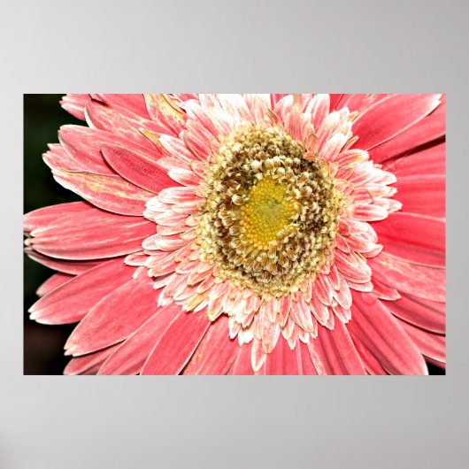 Gerbera Daisy Poster, versie B Poster (Voorkant)