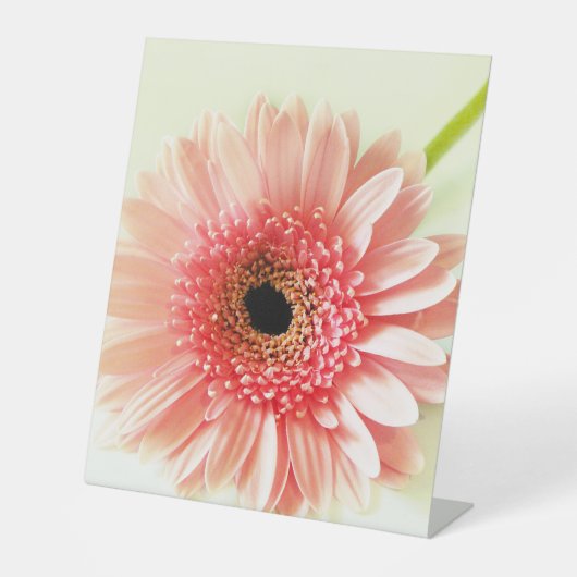 Gerbera Daisy Reclamebord Met Voetstuk (Voorkant)