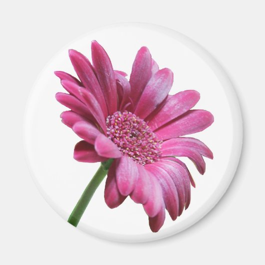 Gerbera Daisy ronde magneet (Voorkant)