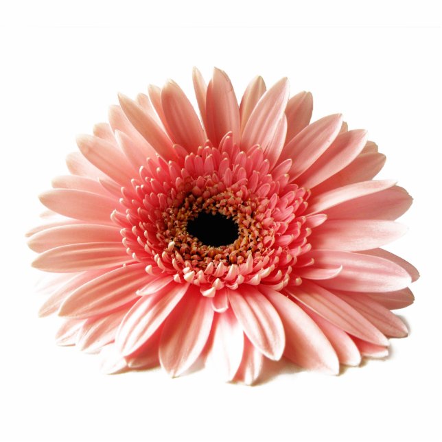 Gerbera Daisy Staand Fotobeeldje (Voorkant)