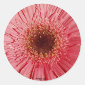 Gerbera Daisy Sticker (Voorkant)
