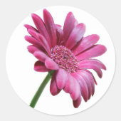 Gerbera Daisy Sticker (Voorkant)