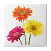 Gerbera Daisy Tegeltje (Voorkant)