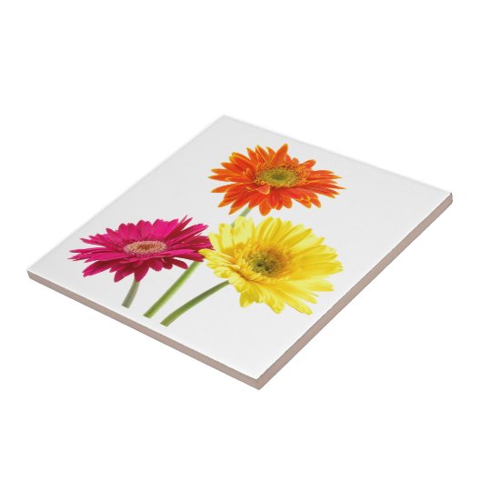 Gerbera Daisy Tegeltje (Zijkant)