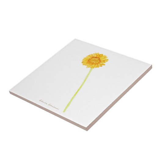 Gerbera daisy tegeltje (Zijkant)