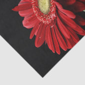Gerbera Daisy Tissuepapier (Detail)