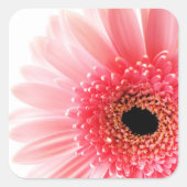 Gerbera Daisy Vierkante Sticker (Voorkant)