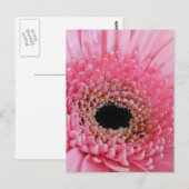 Gerbera-gerbera Briefkaart (Voorkant / Achterkant)