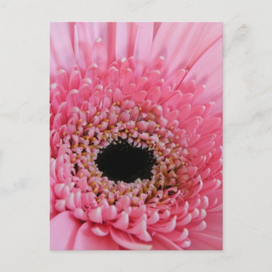 Gerbera-gerbera Briefkaart (Voorkant)