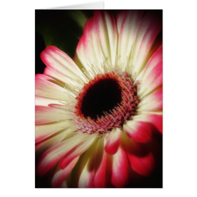 Gerbera Glow - Daisy (Voorkant)